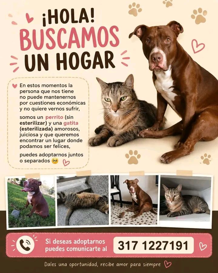Busca Hogar Perrita y Gatito Esterilizados en Tuluá 
