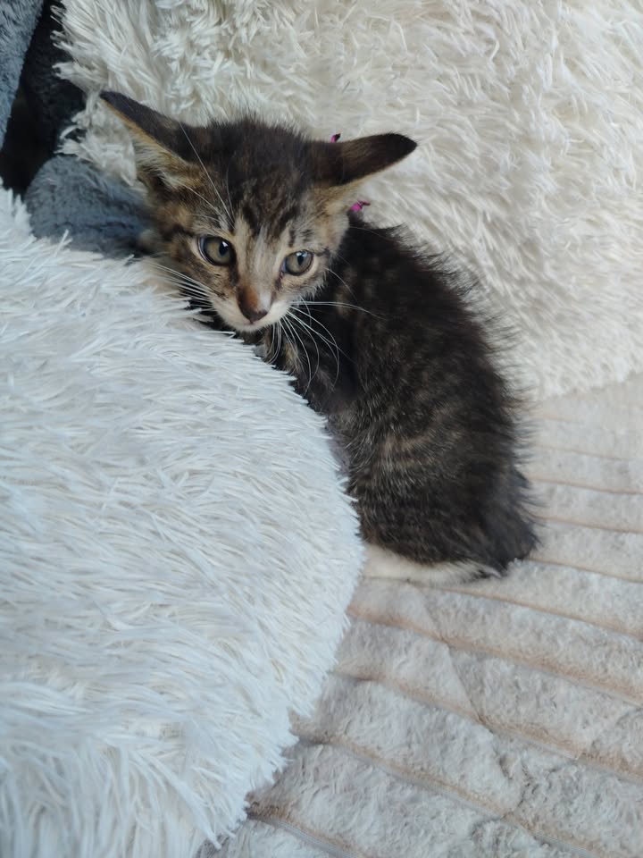 Adopción de gatitos en Bogotá 