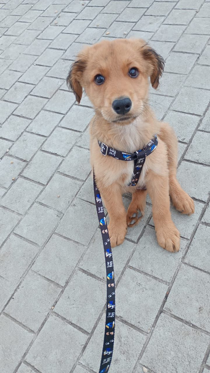 Cachorros criollos en adopción en Bogotá 