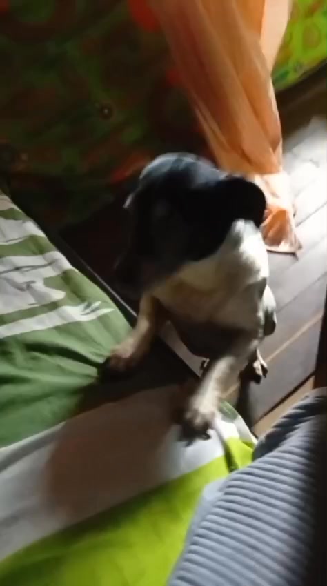 Perrita tipo Fox Terrier encontrada en Amagá, Antioquia 