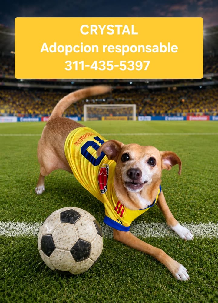 Perros en adopcion en Armenia, Quindio 
