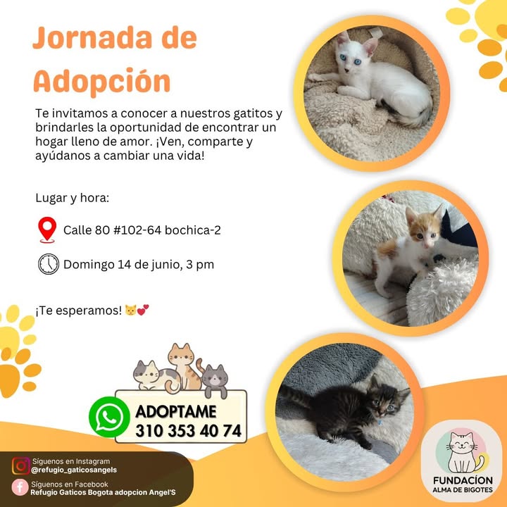 Jornada de Adopción de Gatos y Perros 