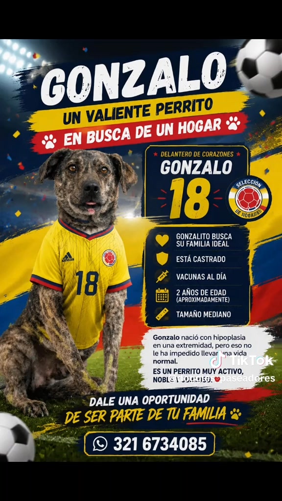 Adopta a Gonzalo, un valiente perrito en Pasto 