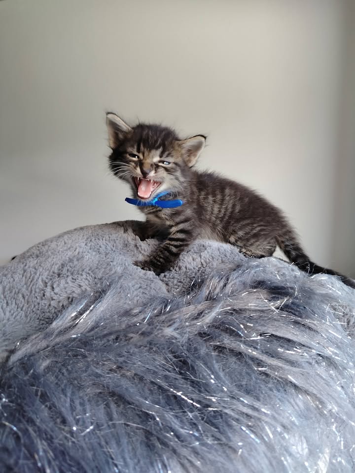 Adopción de gatitos en Bogotá 