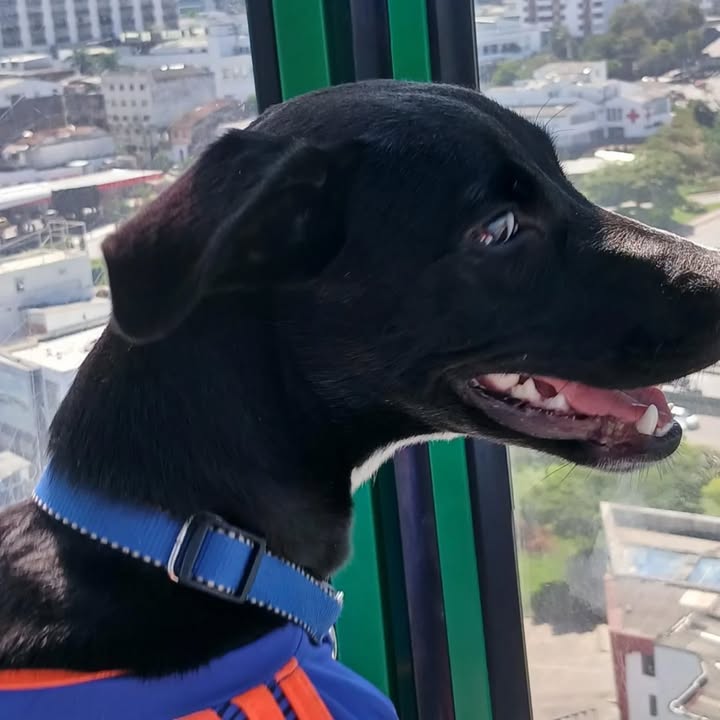 Perra en adopción en Pereira 
