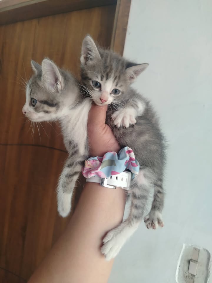 Gatitos en adopción Bogotá 