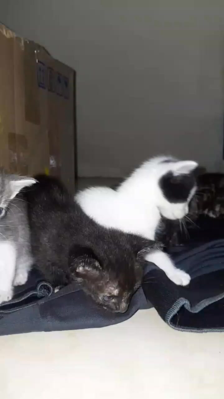 Gatitos en Adopción en Tuluá, Valle 