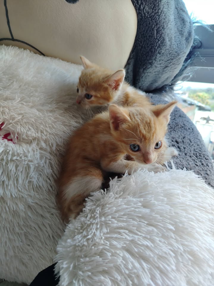 Adopción de gatitos en Bogotá 