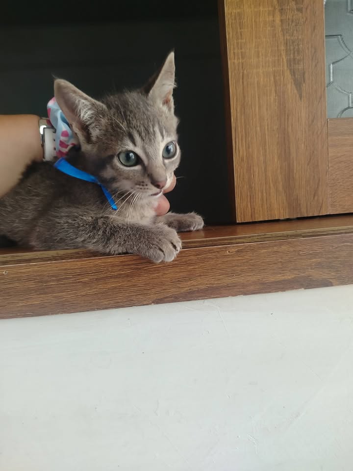 Gatitos en adopción Bogotá 
