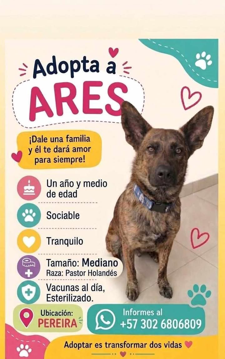 Adopta a ARES, perro pastor holandés en Pereira 