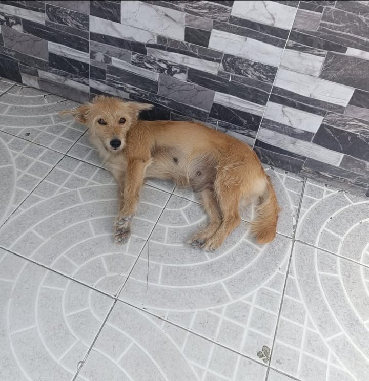 Perro perdido en Acacías, Meta 