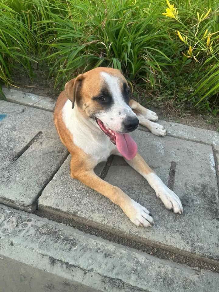 Perro encontrado en San Nicolás, Pereira 