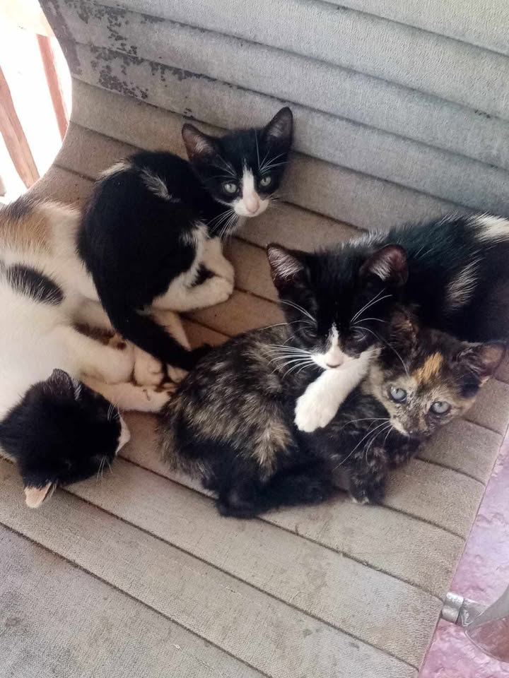 Adopción de gatitos en Pereira, Risaralda 