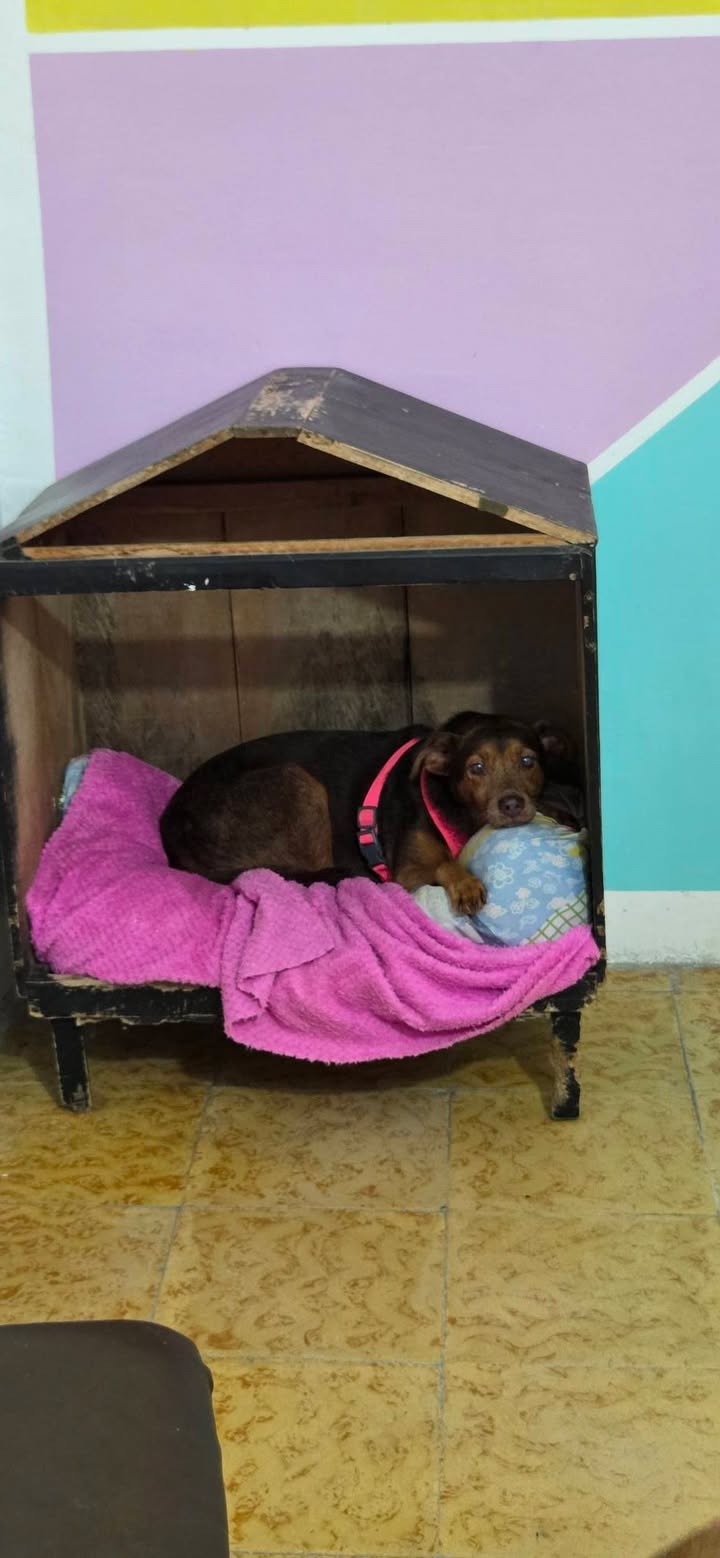 Perros en adopcion en Armenia, Quindio 