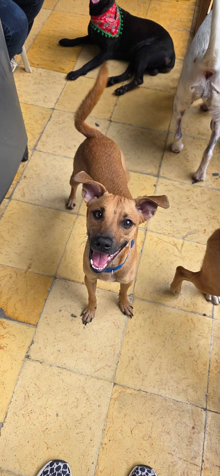 Perros en adopcion en Armenia, Quindio 