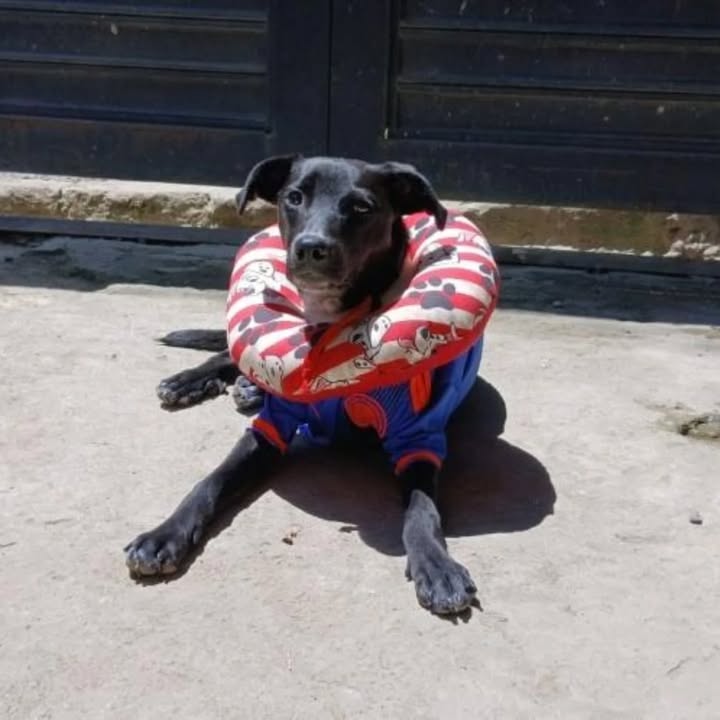 Perra en adopción en Pereira 