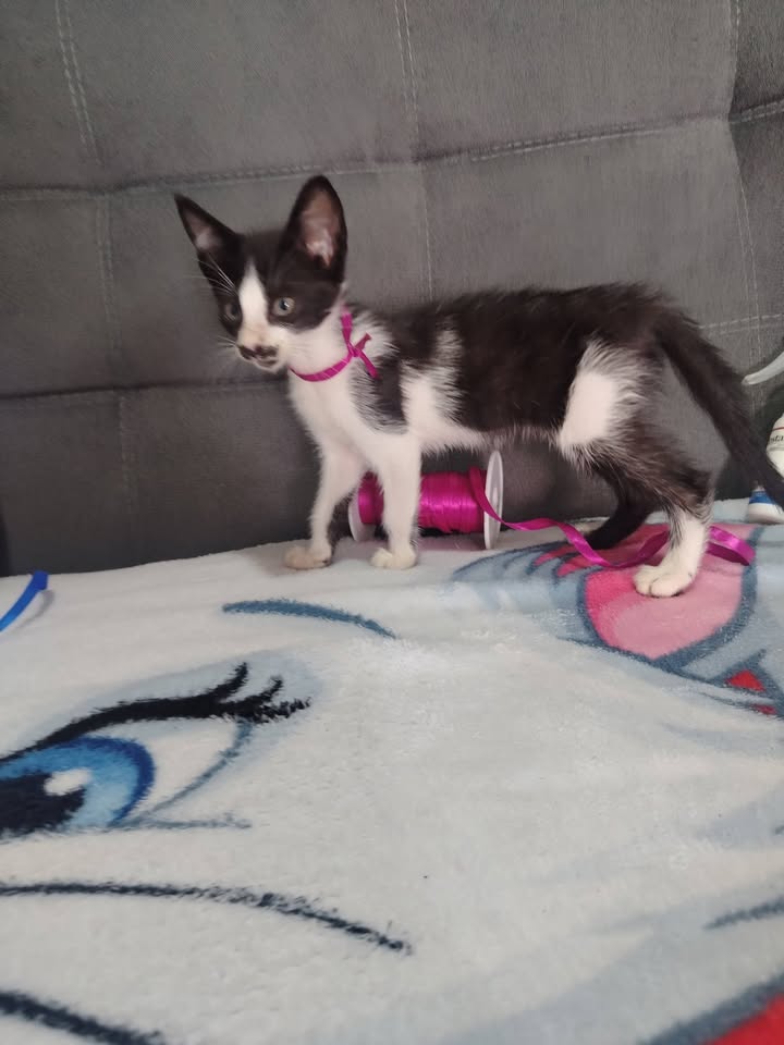 Gatitos en adopción Bogotá 