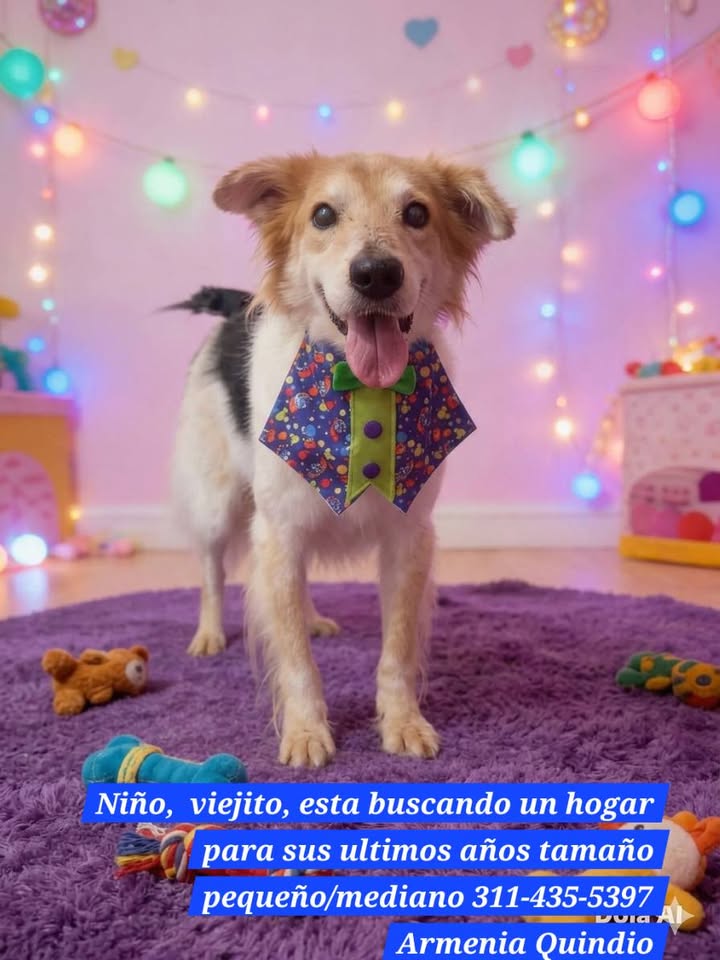 Perros en adopcion en Armenia, Quindio 