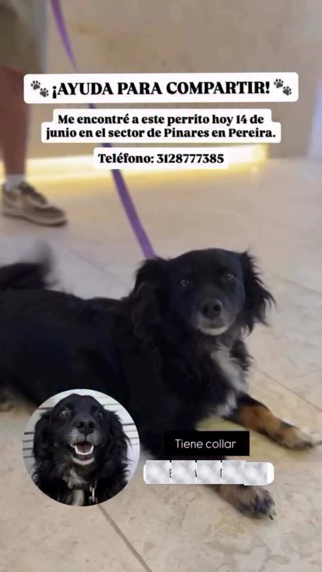 Perro encontrado en Pereira 