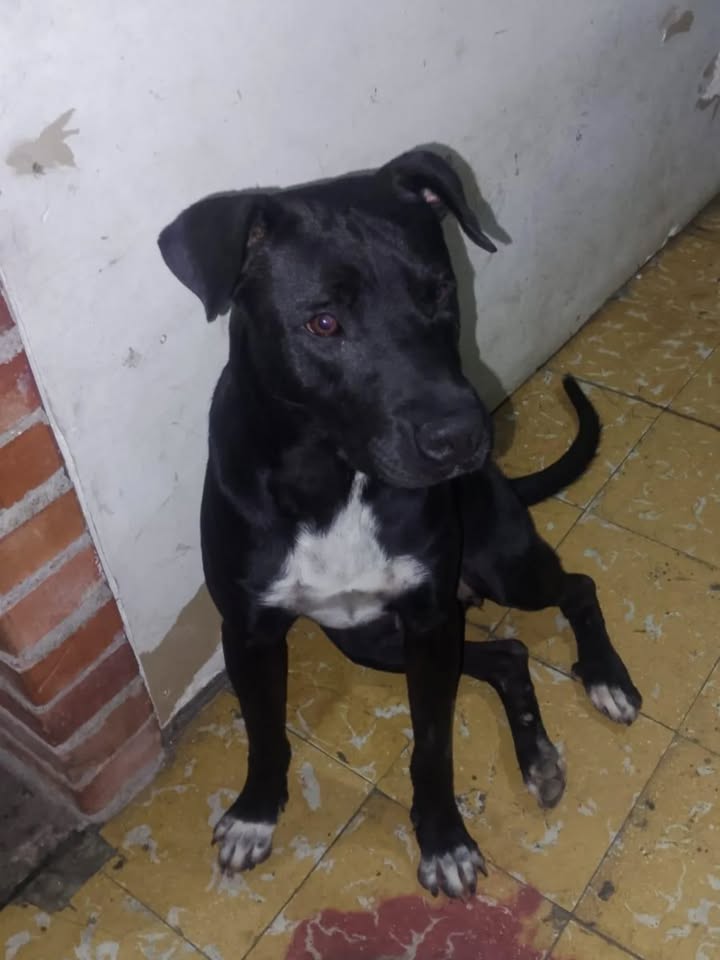 Perro macho de 1 año busca hogar en Pereira, Risaralda 