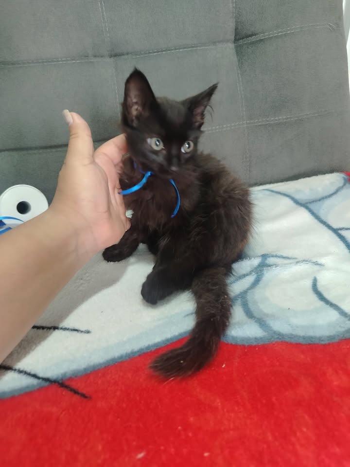 Gatitos en adopción Bogotá 