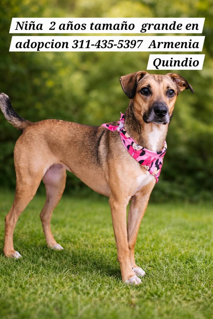 Perros en adopcion en Armenia, Quindio 