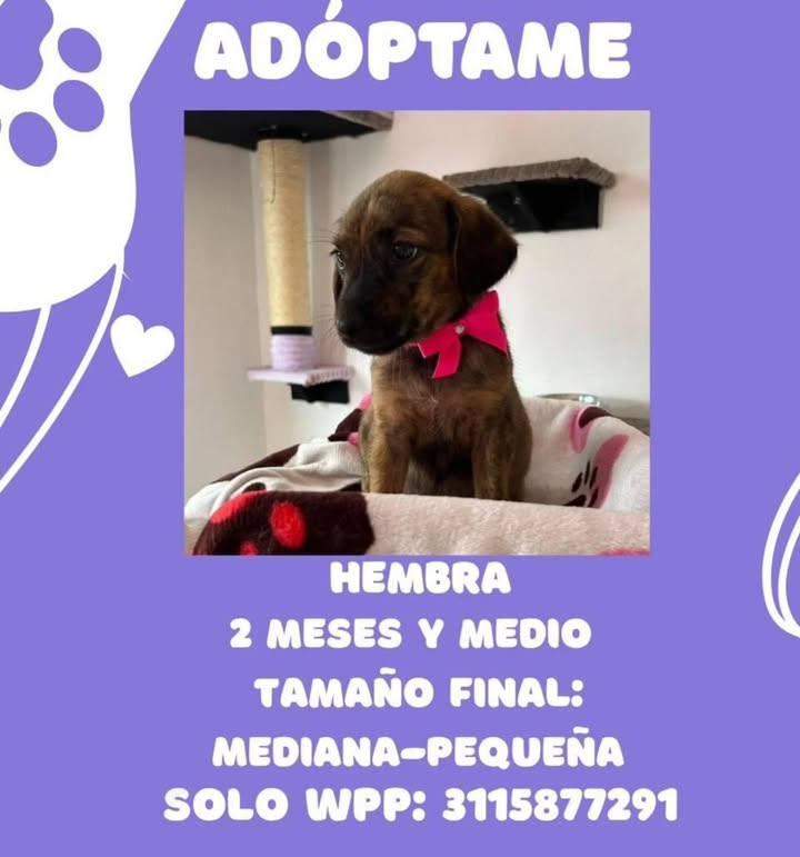 Adopción Perrita Hembra en Pereira 