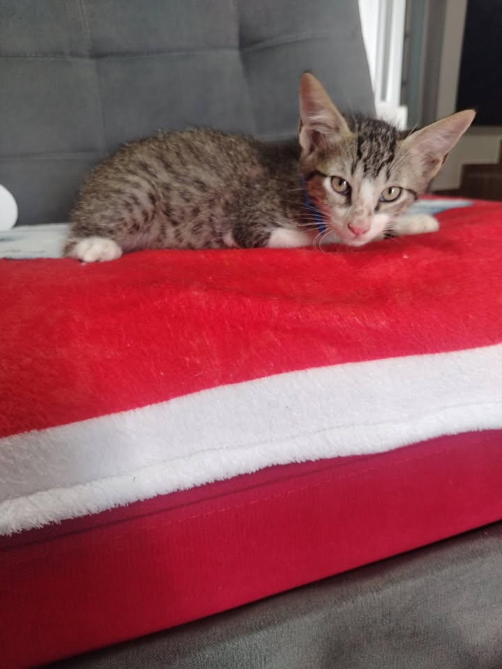 Gatitos en adopción Bogotá 