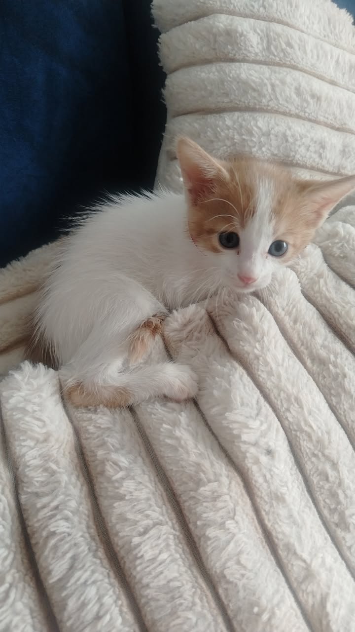 Adopción de perros y gatos en Bogotá 