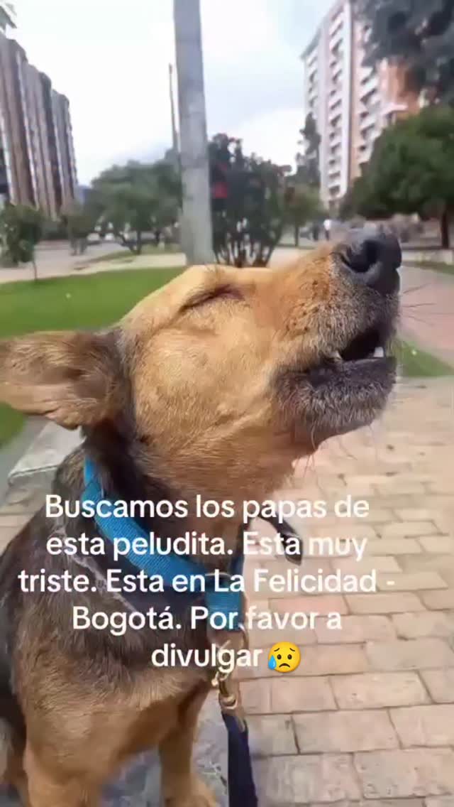 Perra encontrada triste en La Felicidad, Bogotá 