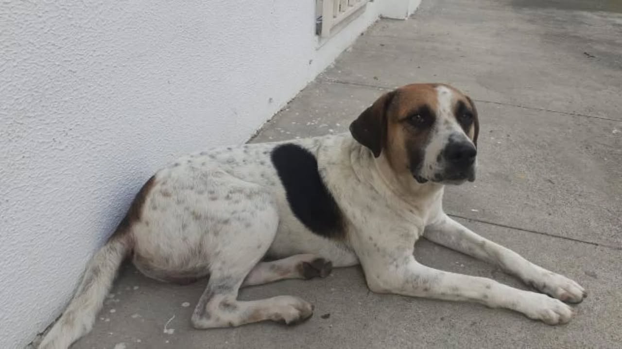 Perro en adopción en Pereira 