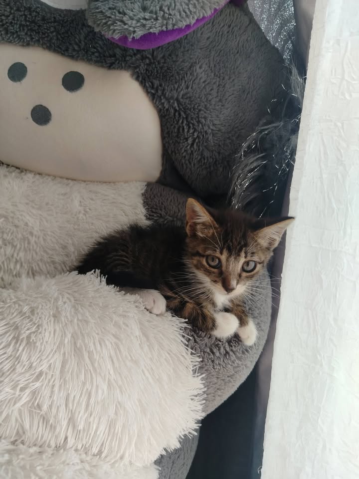 Gatitos en adopción Bogotá 