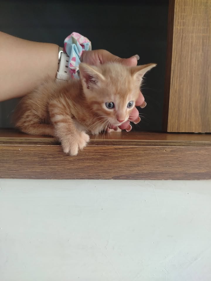 Gatitos en adopción Bogotá 