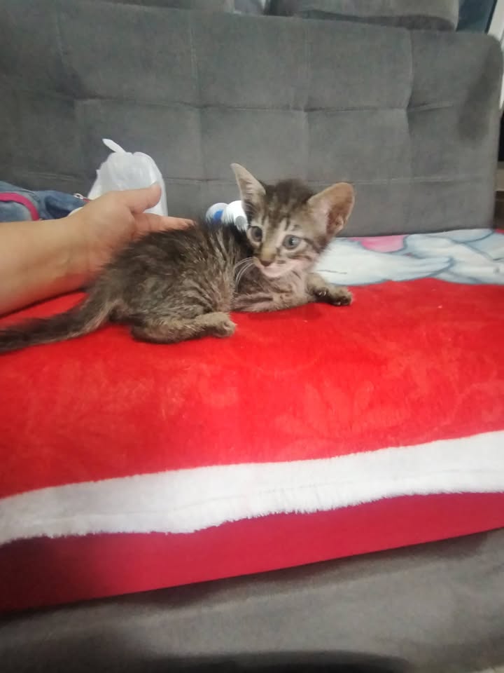 Gatitos en adopción Bogotá 