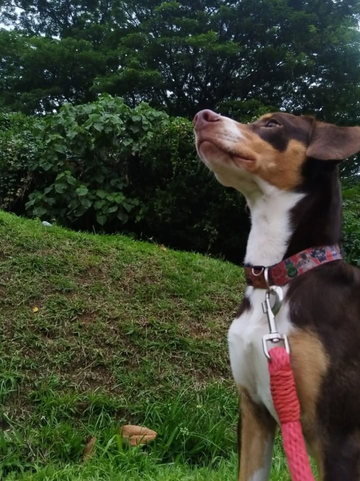 Crispy, perro juguetón y amoroso busca hogar en Pereira 