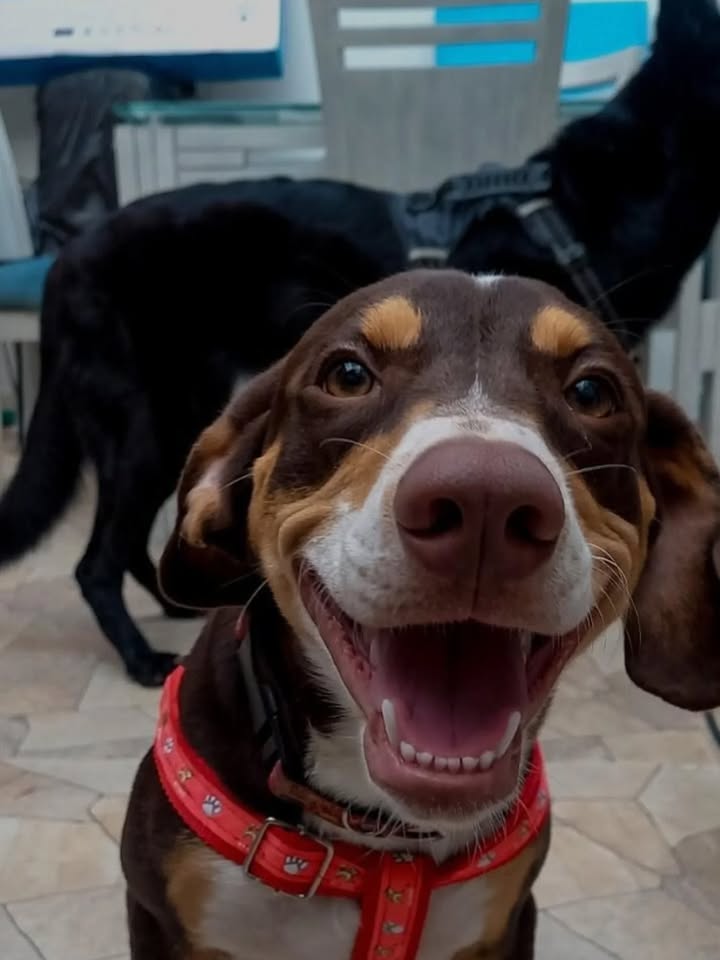 Crispy, perro juguetón y amoroso busca hogar en Pereira 