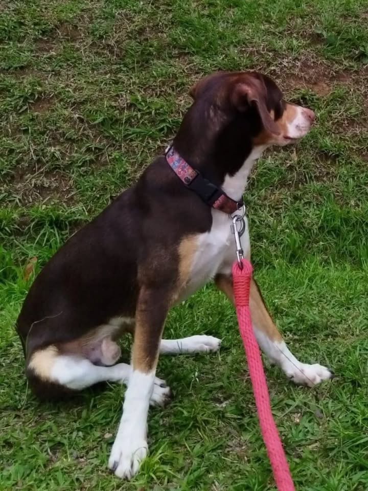 Crispy, perro juguetón y amoroso busca hogar en Pereira 