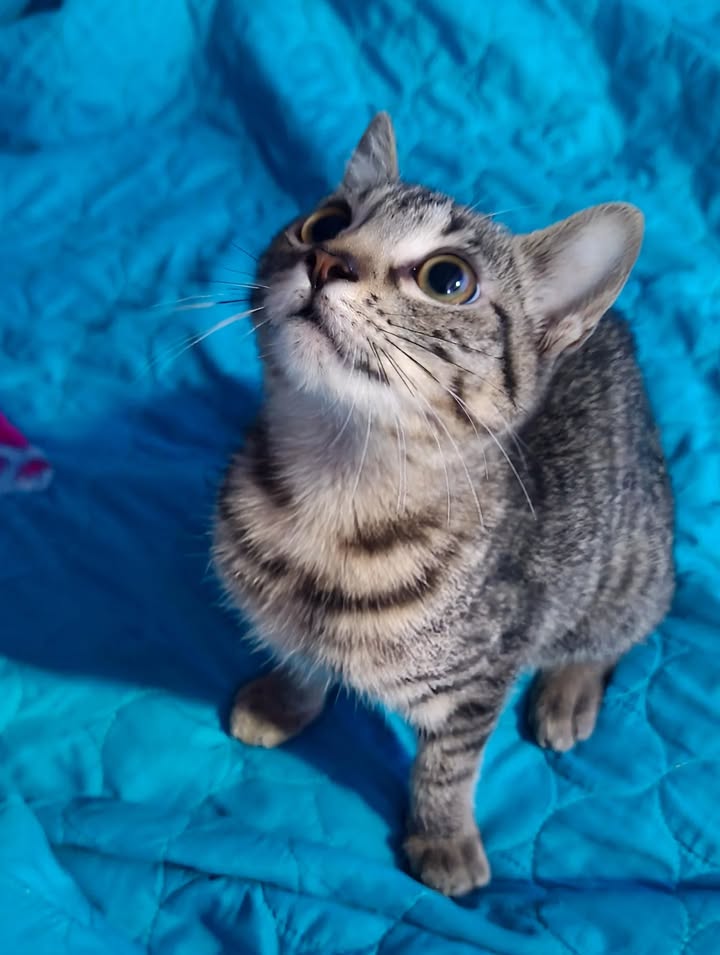 Gatita en adopción en Pereira, Risaralda 