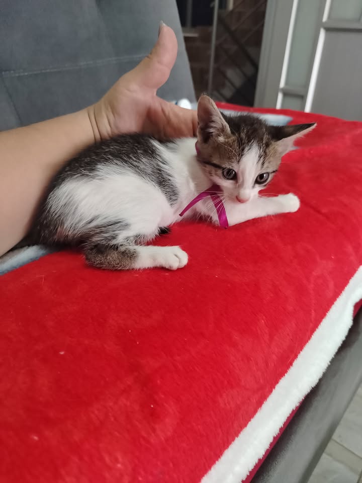 Adopción de perros y gatos en Bogotá 