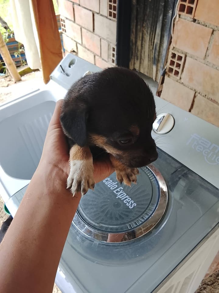 Adopción responsable de cachorros en Amagá, Antioquia 