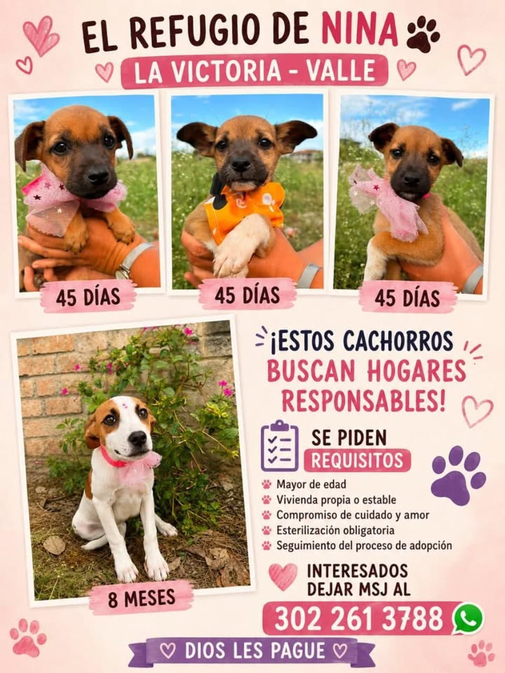 Cachorros Buscan Hogares Responsables en Pereira 