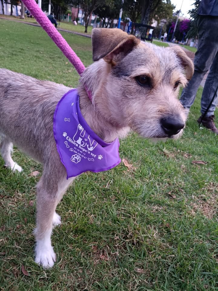 Perrito juguetón y enérgico busca hogar en Bogotá 