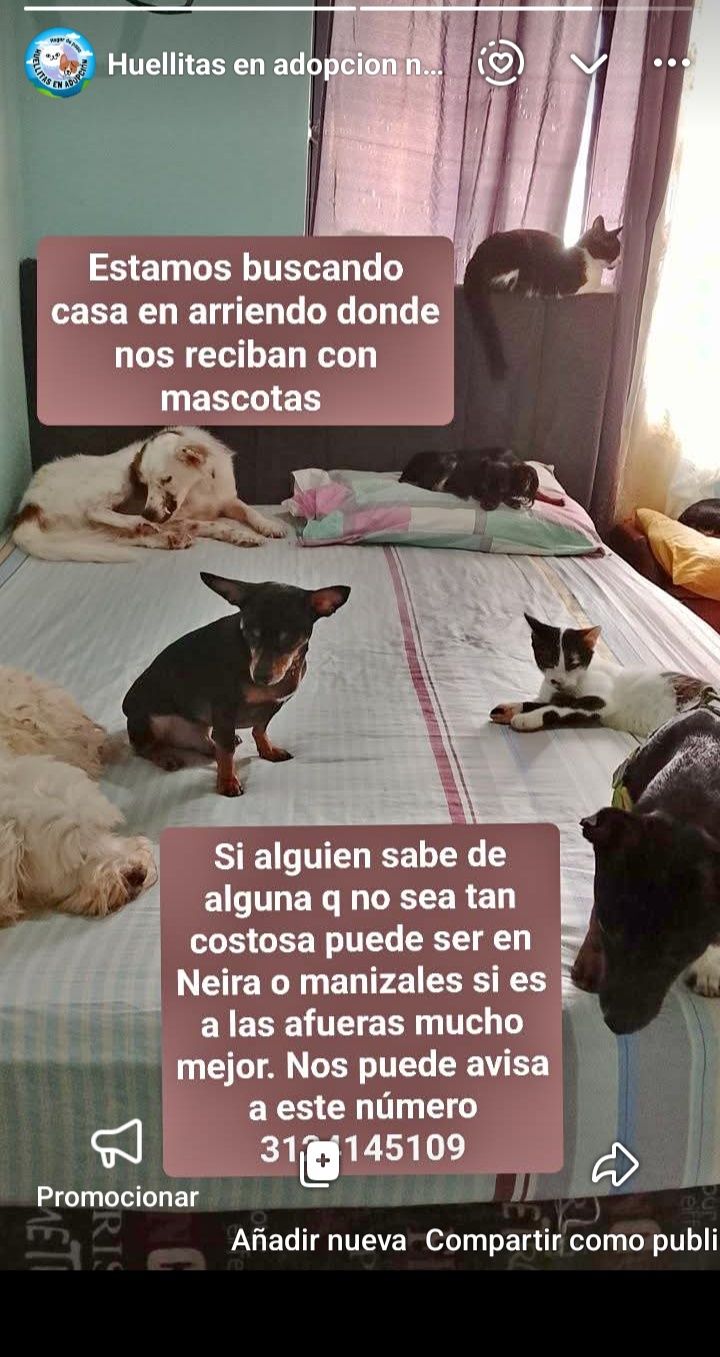 Perro encontrado en Neira, Caldas 