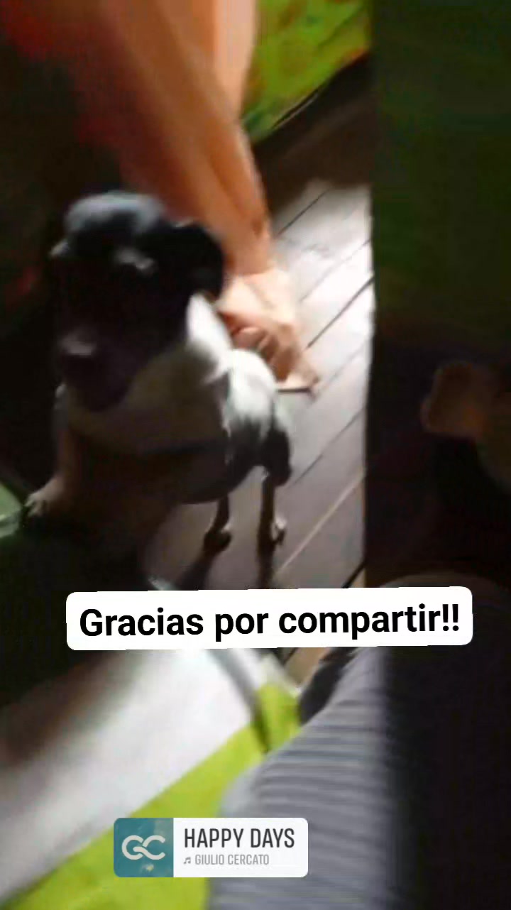 Perrita encontrada en Amagá, Antioquia, Colombia 