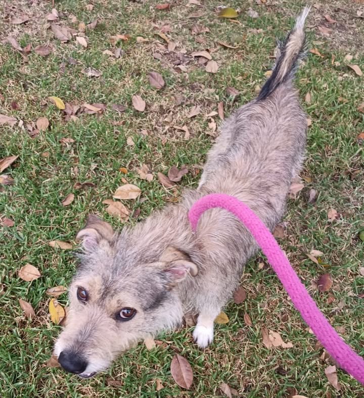 Perrito juguetón y enérgico busca hogar en Bogotá 