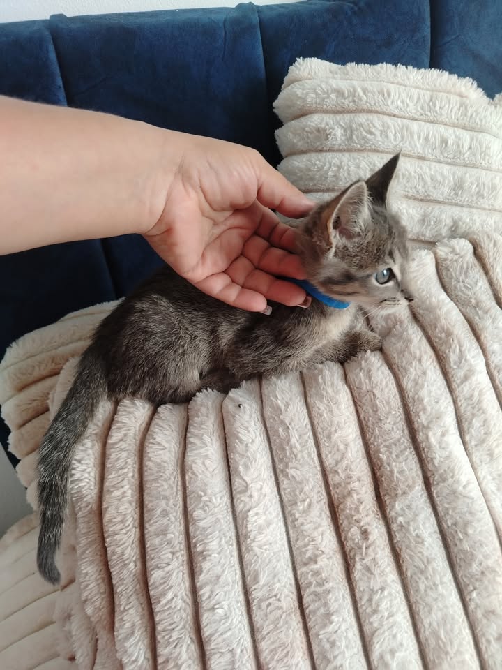 Adopción de perros y gatos en Bogotá 