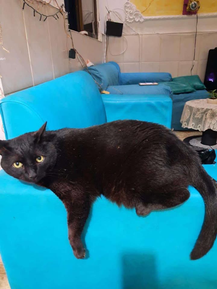 Gato negro en adopción en Pereira 