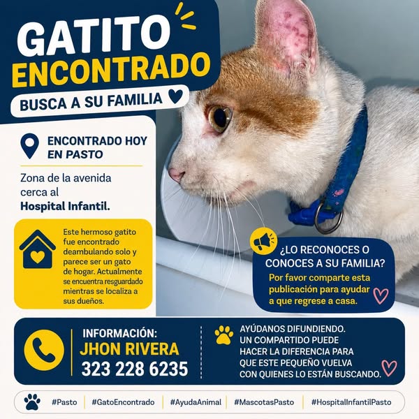 Gatito encontrado busca familia 