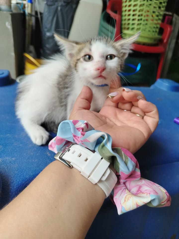 Adopción de perros y gatos en Bogotá 