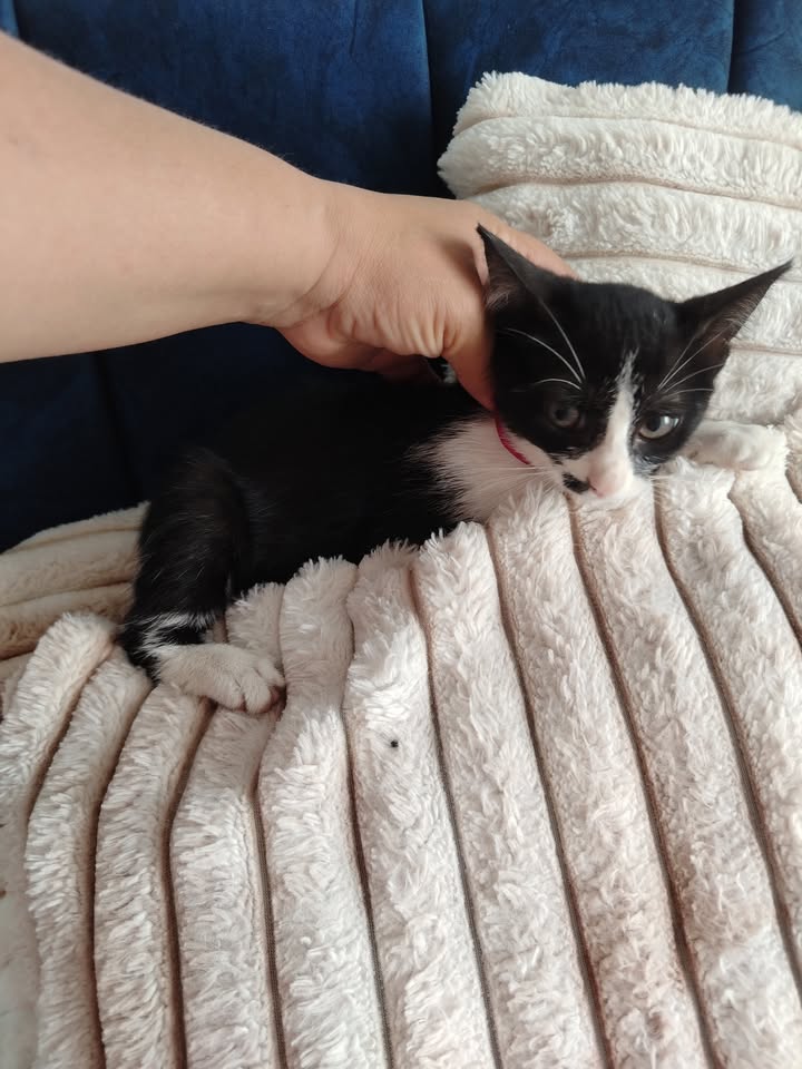 Adopción de perros y gatos en Bogotá 